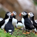 The Puffins are back!